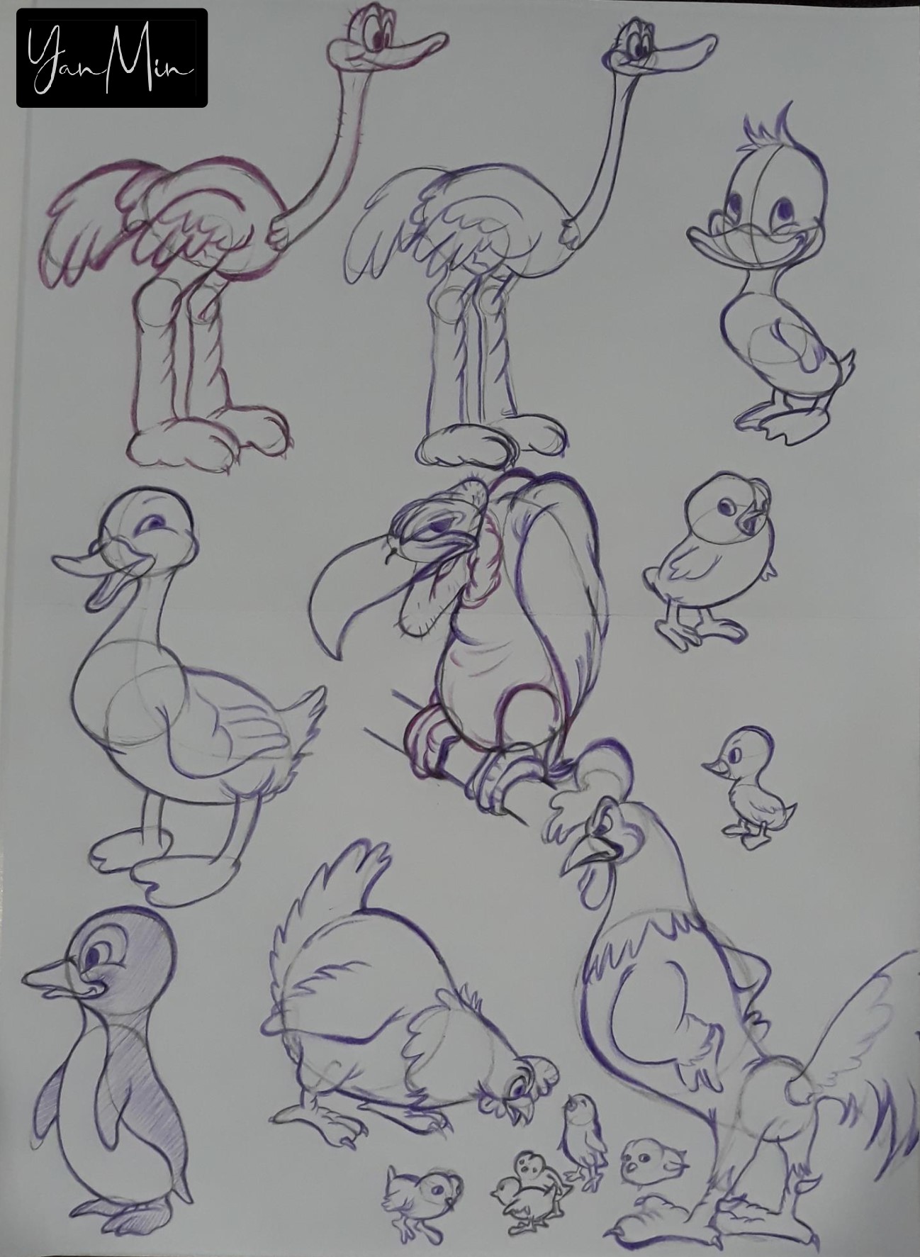 Birds